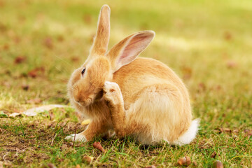 Beautiful young red rabbit scratching on a picturesque meadow
