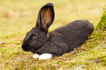 Resting cute dark brown rabbit with white paws on a green meadow in the park