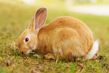 Cute red rabbit feeding on fresh green grass in a summer meadow