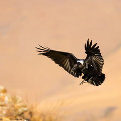 Fototapeta na wymiar A white-necked raven with wings spread open