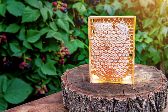 Fresh honey frame, sweet and healthy honeycombs