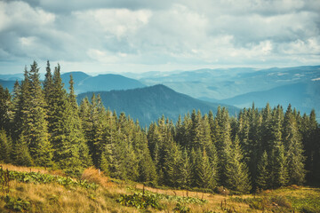 Fototapeta na wymiar Mountain coniferous forest summer landscape. Green pine trees against blue mountain range and cloudy sky. Traveling, hiking, freedom, active lifestyle concept. Carpathian mountains, Ukraine, Europe