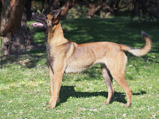 The Belgian Malinois dog standing on a glade