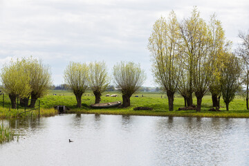 A small lake with pollard willows and grazing sheep.