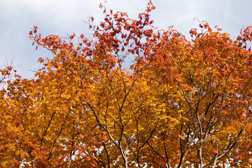 秋の紅葉