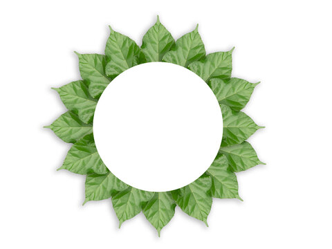 Illustration of leaves on a white background. Beautiful leaf design and copy space. natural pattern. An Circle white space in the center of the image. and tropical green leaves borde