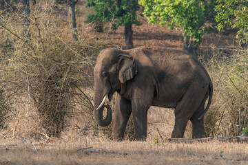The Indian elephant (Elephas maximus indicus) in Bandhavgarh National Park in India.     