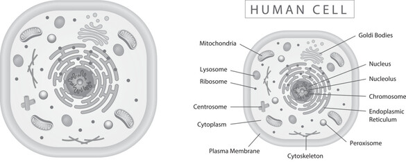 Human cell simple diagram best for educational materials, marketing materials. Grey scale, monotone verison. - obrazy, fototapety, plakaty
