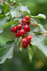 Pink Chinese apples, ranetka or paradise apples on the green branch Malus prunifolia, plumleaf crab apple, plum-leaved apple, pear-leaf crabapple or Chinese crabapple