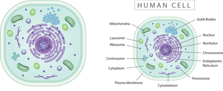 Human cell simple diagram best for educational materials, marketing materials. Green version