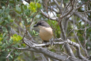 Thinking bird