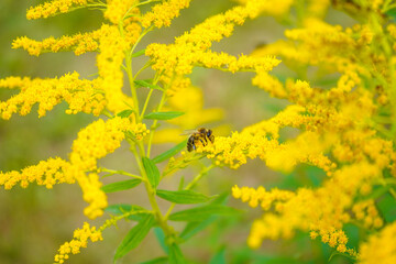 Allergy to pollen and plants. Detail of a honey bee pollinating yellow Ambrosia flowers with warm sunlight on a sumer day. Insects are working on ragweed flowers.