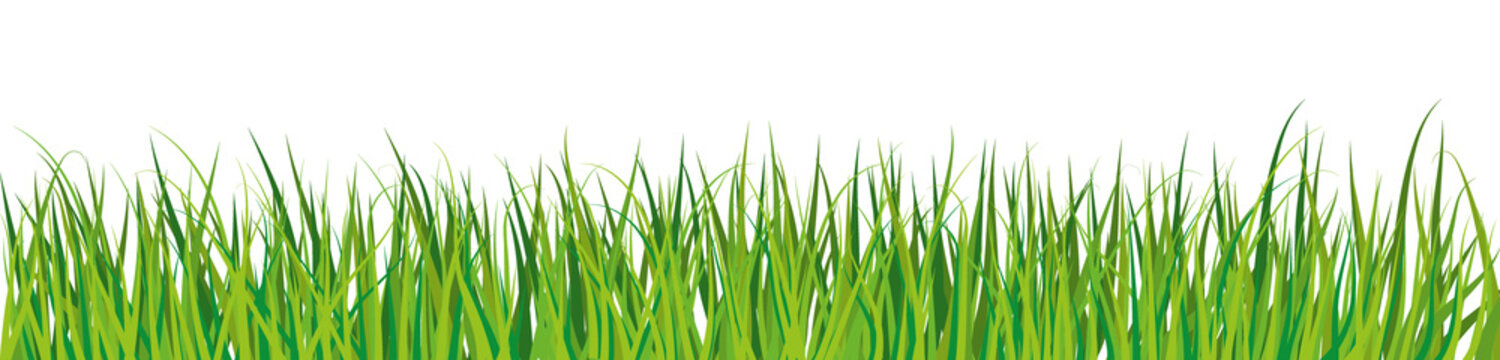 Green grass  with transparent background. Illustration.