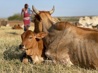 Maasai shepherd with a cow and calf