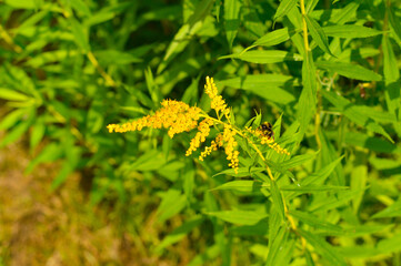 Allergy to pollen and plants. Detail of a honey bee pollinating yellow Ambrosia flowers with warm sunlight on a sumer day. Insects are working on ragweed flowers.