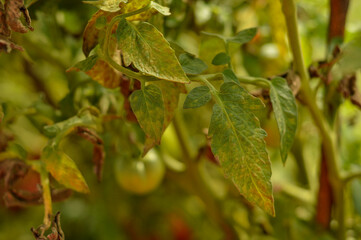 Tomato plant Effected by Leafs rolling disease due Magnesium deficiency.