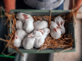A farmer is holding a crate of young rabbits. Close-up of rabbits. White Pannon Rabbit Breed. Breeding rabbits on the farm.