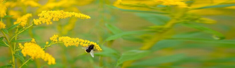 Allergy to pollen and plants. Detail of a honey bee pollinating yellow Ambrosia flowers with warm...
