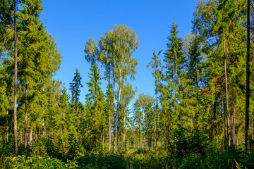 A picturesque forest of deciduous and coniferous trees, with a blue sky on a sunny day. Panoramic view in the forest against the blue sky.