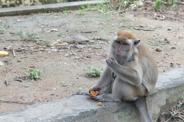 a long tailed monkey looks sad because of the iron chain around his neck