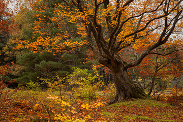Autumn beech forest. Golden bright mystical mysterious landscape with fabulous trees. A journey through the forest. The concept of the beauty of nature, careful attitude. Natural background for design