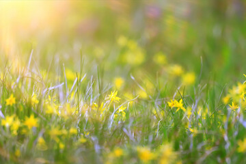 glare sun bokeh background wild spring flowers
