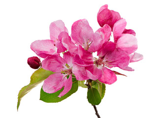 Fototapeta na wymiar Macro of isolated pink blossoms of an apple tree