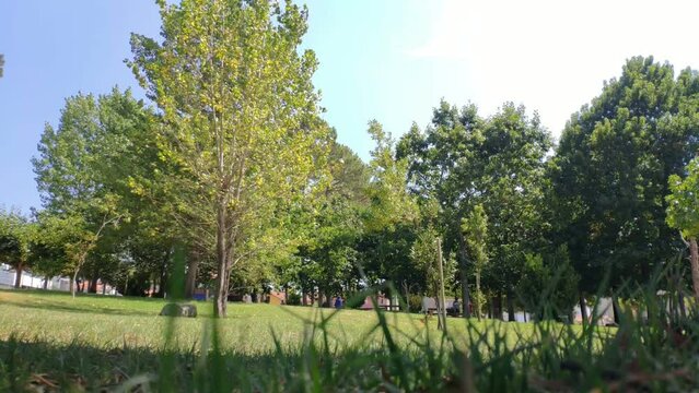 Children playing around the trees of the landscaped public park, leaves moved by the wind, clear and sunny summer day, panoramic blocked shot. Porto-Novo, Galicia, Spain