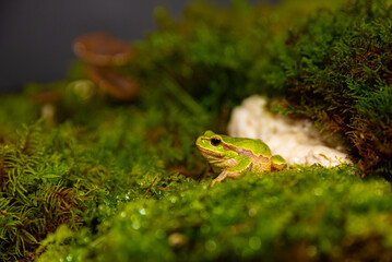 Green frog