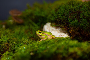 Green frog