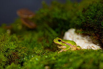 Green frog