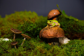 Green frog