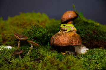 Green frog