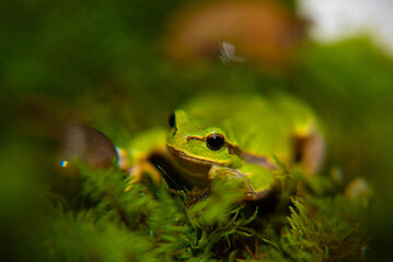 Green frog