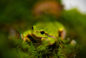 Green frog