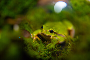 Green frog