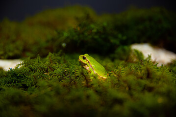 Green frog