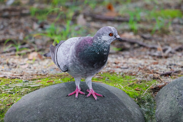 pigeon on the grass