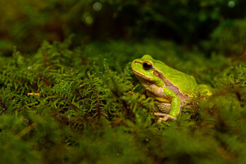 Green frog