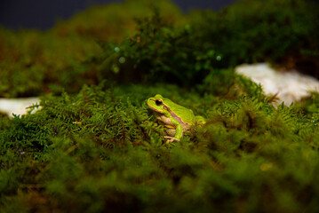 Green frog