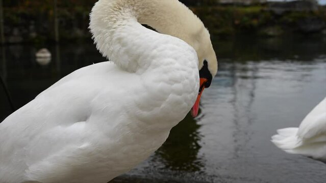 a swan scratches its side with white feathers on the edge of lake leman in a port