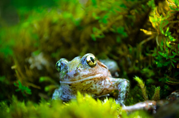Green frog