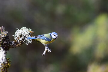 Aves, pájaros