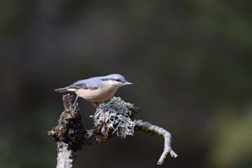 Aves, pájaros