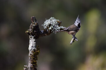 Aves, pájaros