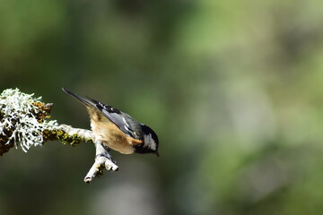 Aves, pájaros