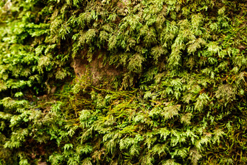 Fototapeta premium green moss on the stone