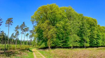 green trees