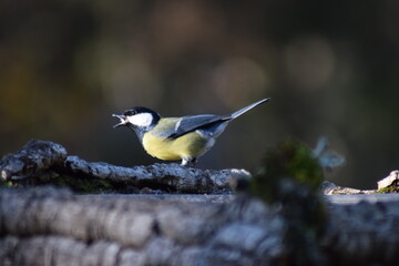 Fototapeta premium Aves, pájaros