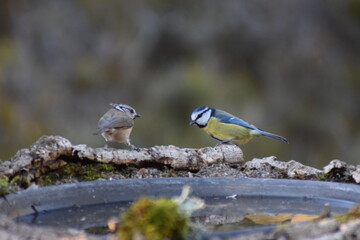 Aves, pájaros